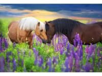 Холст с красками 30х40 см.(18цв) Романтичные лошади