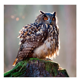 Алмаз. мозаика (блест.) 20х20 см, на картоне, с част. зап. (20цв) Взъерошенный филин Алмаз. мозаика (блест.) 20х20 см, на картоне, с част. зап. (20цв) Взъерошенный филин